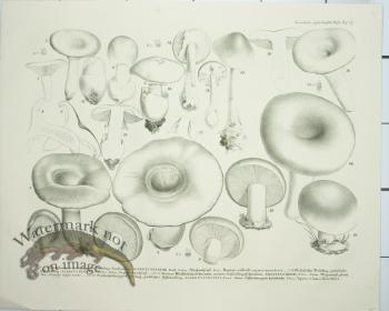 Mushroom Atlas 58